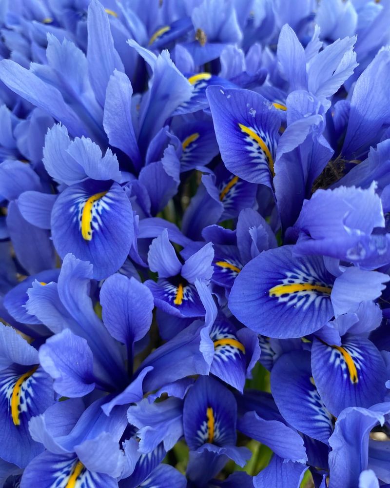 Reticulata Iris