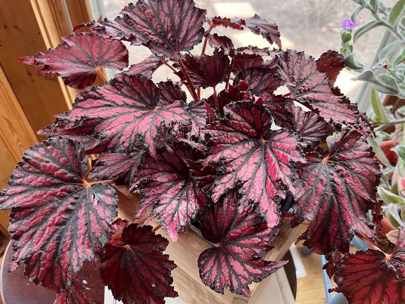 Rex Begonia