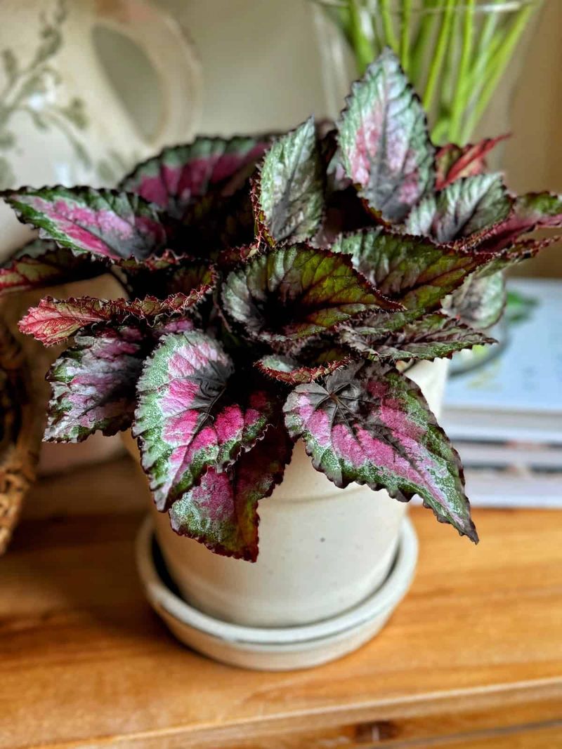 Rex Begonia