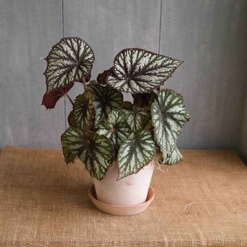 Rex Begonia