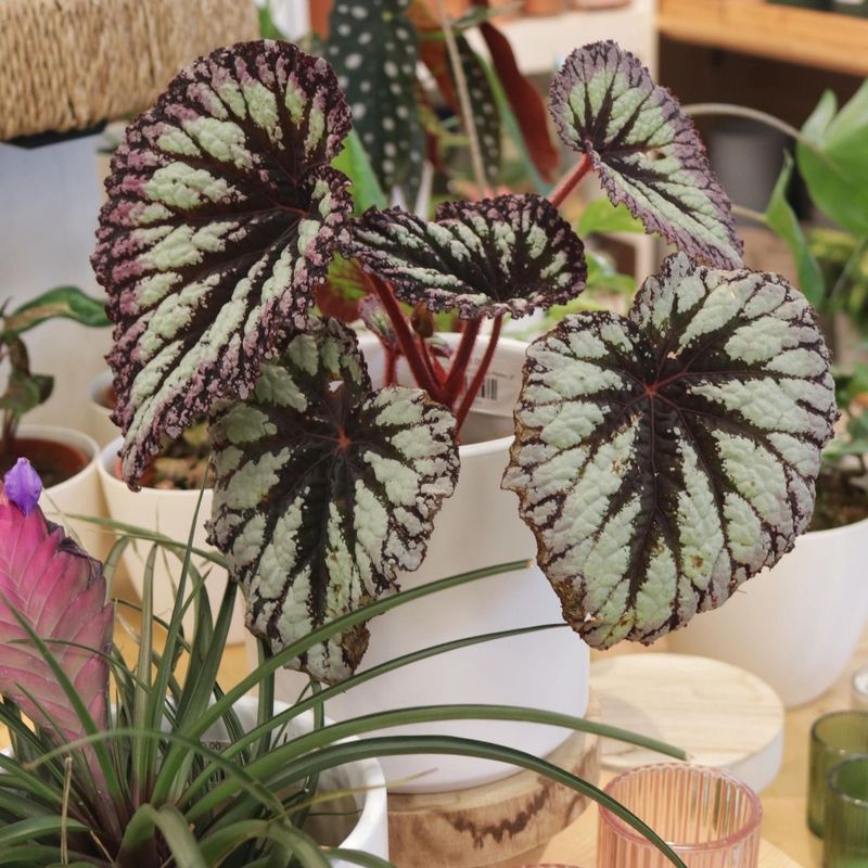 Rex Begonia