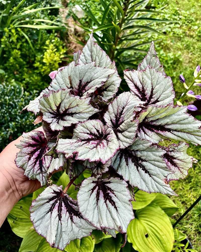 Rex Begonia