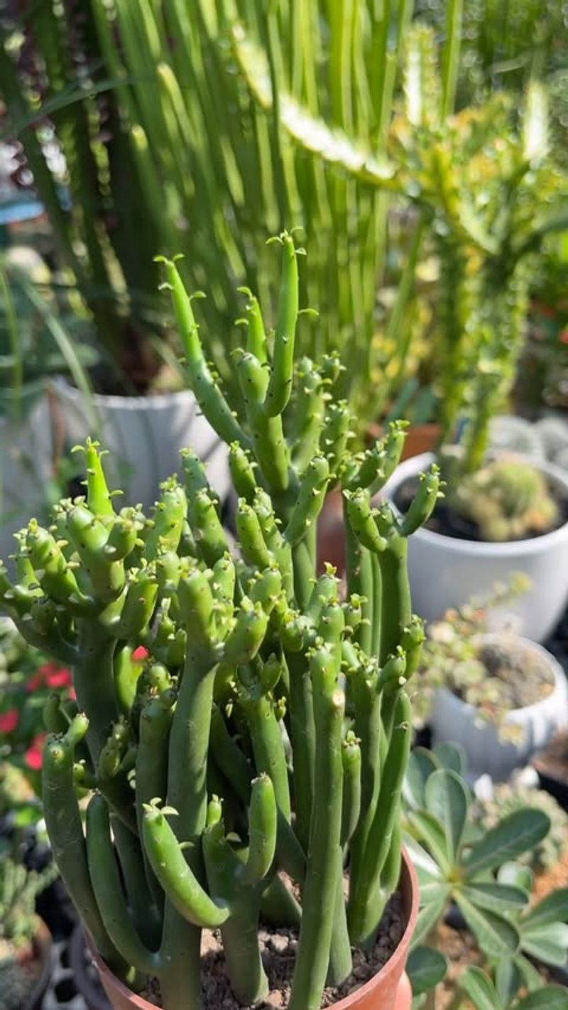 Rhipsalis mesembryanthemoides