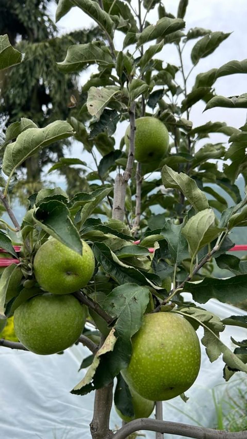 Rhode Island: Greening Apple