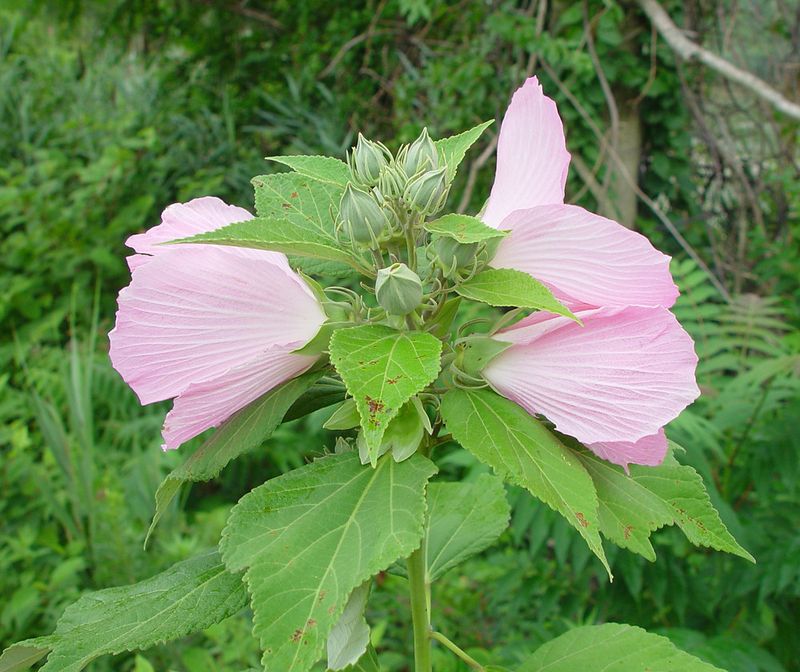 Rhode Island: Marsh Mallow