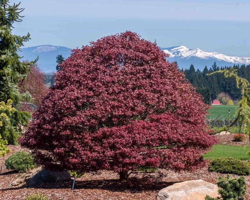 Rhode Island: Red Maple