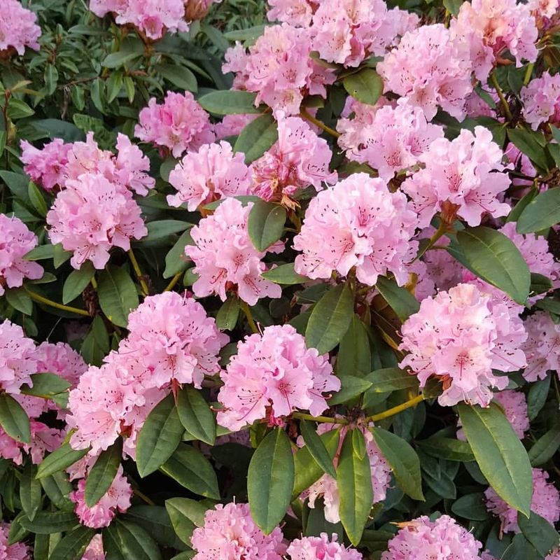 Rhode Island - Rhododendron