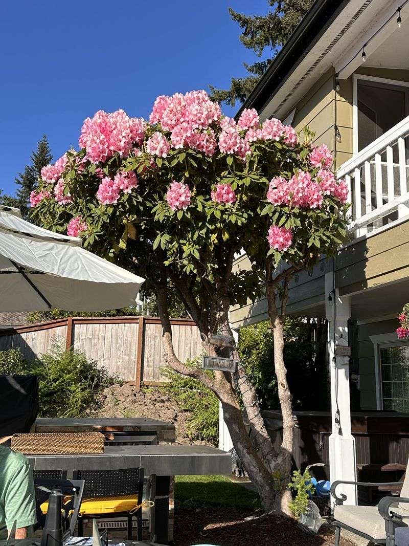 Rhododendron