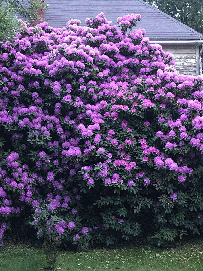 Rhododendron