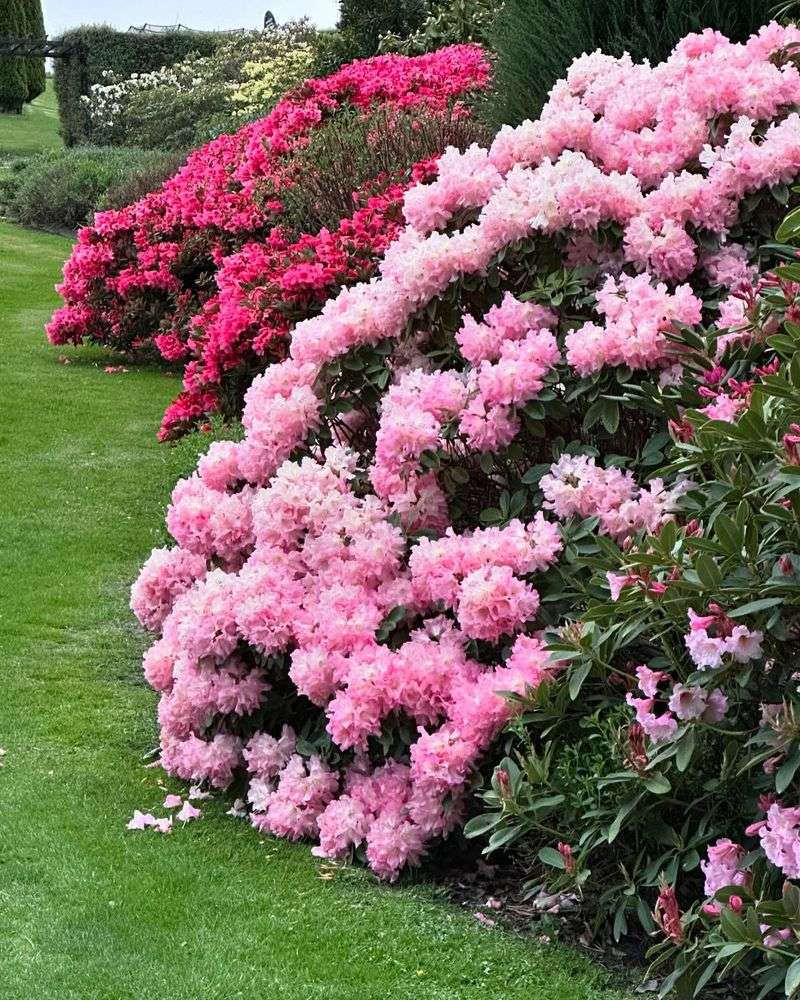 Rhododendron