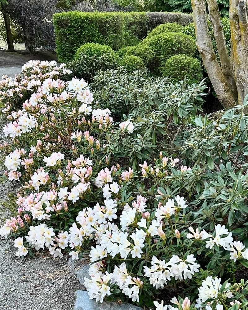 Rhododendron 'Cunningham's White'