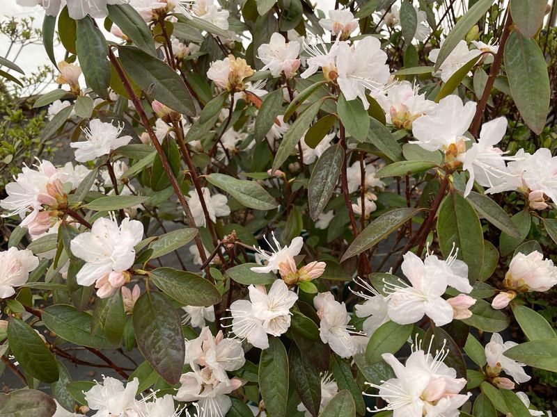 Rhododendron