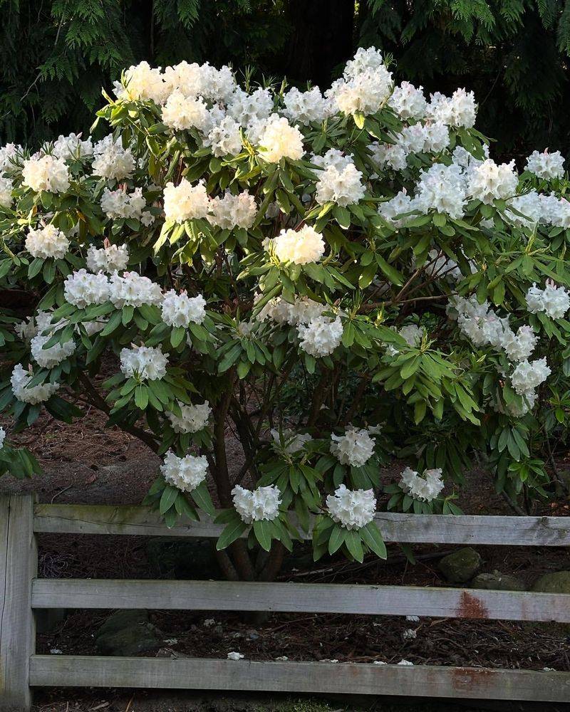 Rhododendron