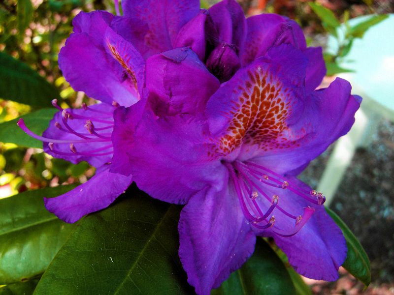 Rhododendron