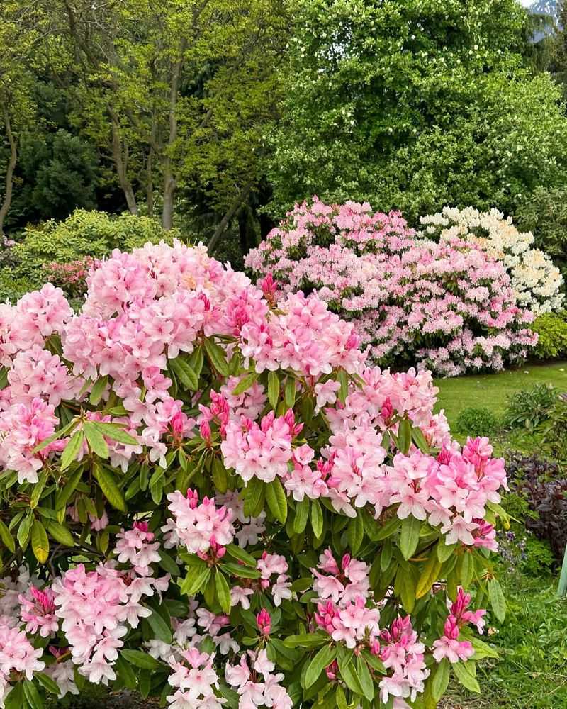 Rhododendron