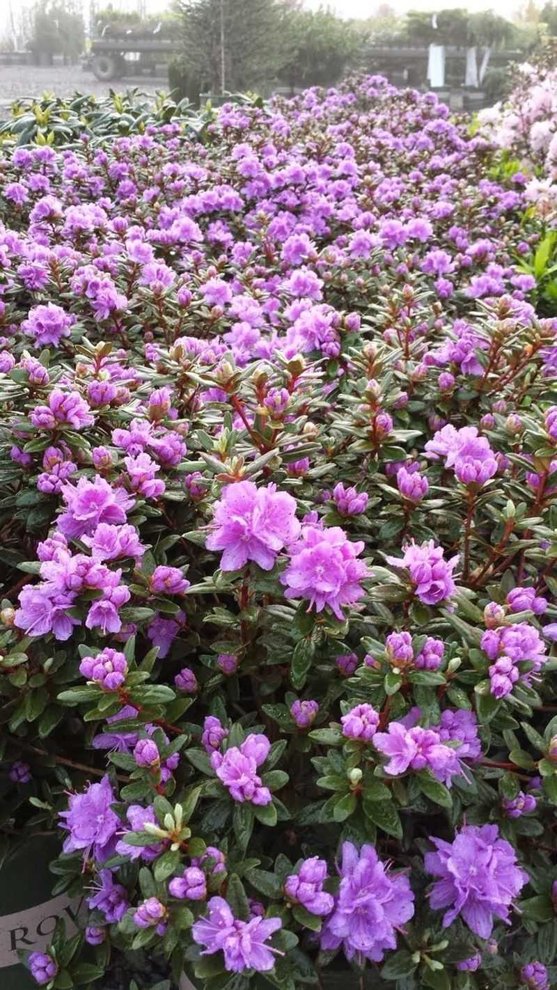 Rhododendron