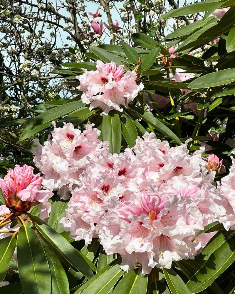 Rhododendron