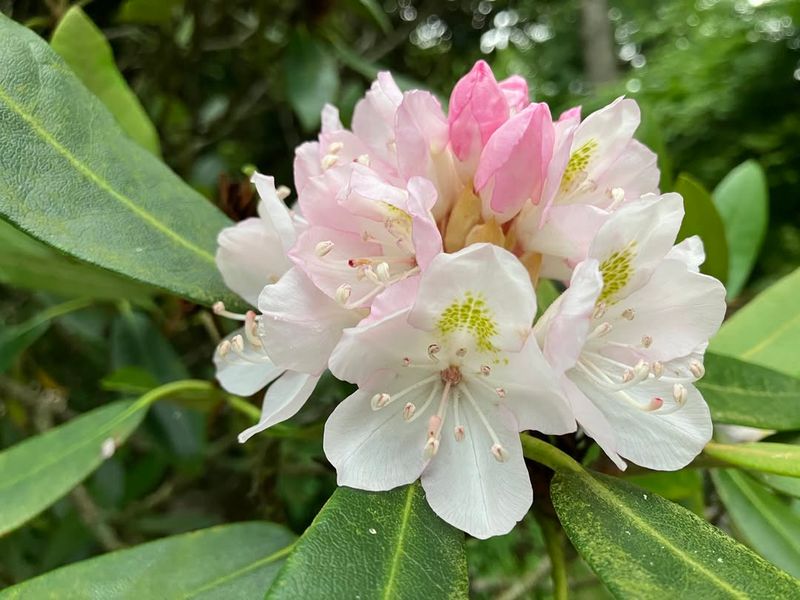 Rhododendron