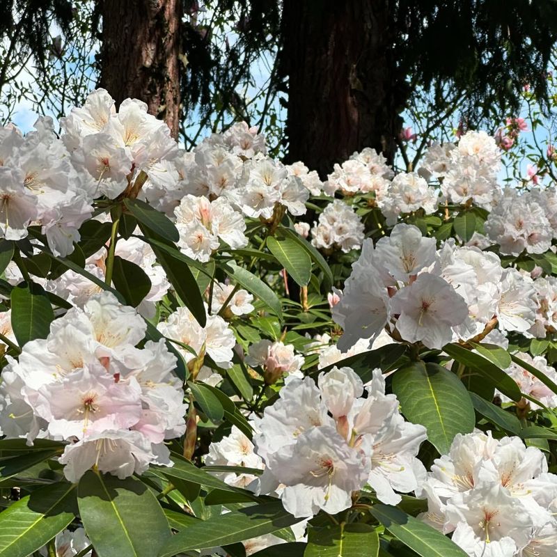 Rhododendron