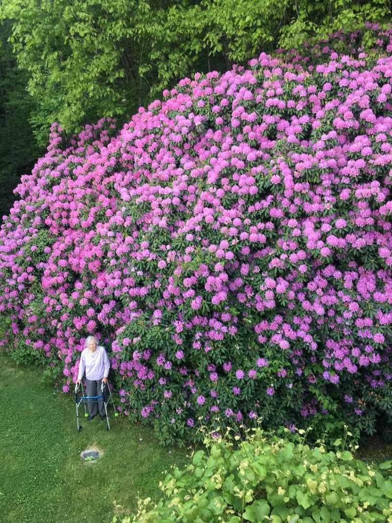 Rhododendron