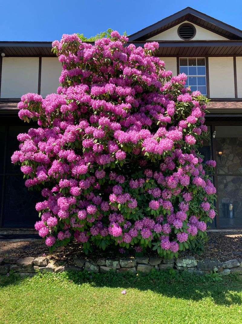 Rhododendrons