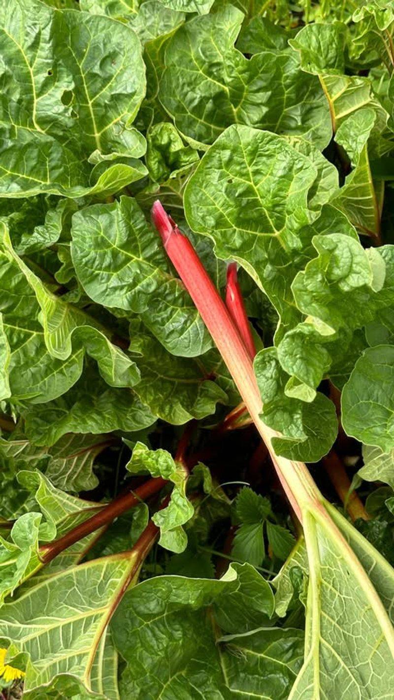 Rhubarb