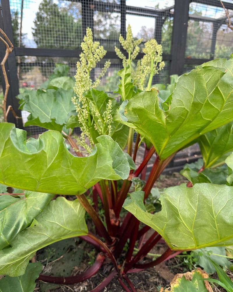 Rhubarb Leaves