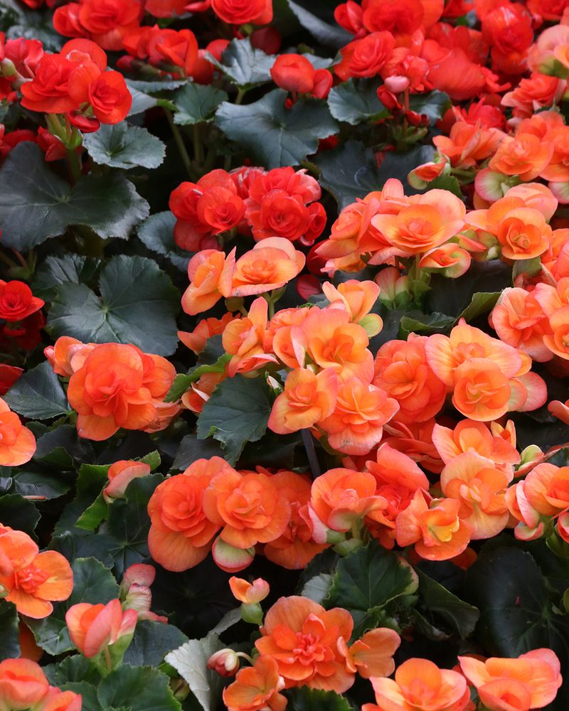 Rieger Begonia