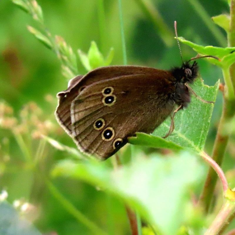 Ringlet Butterfly