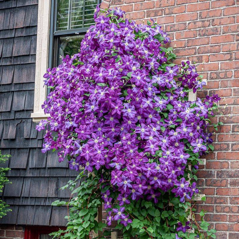 Rock Clematis