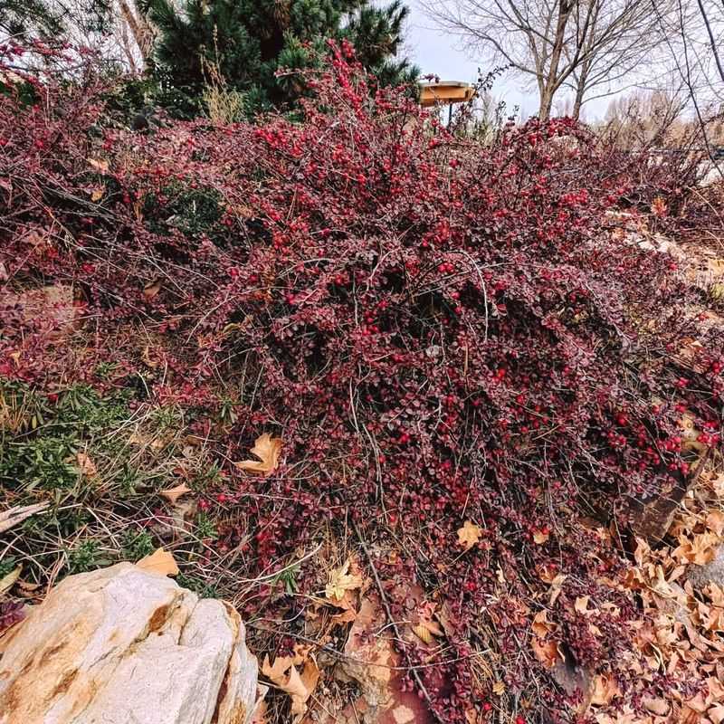 Rock Cotoneaster