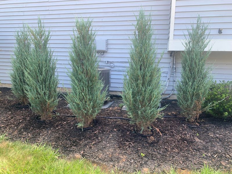 Rock Garden with Juniper