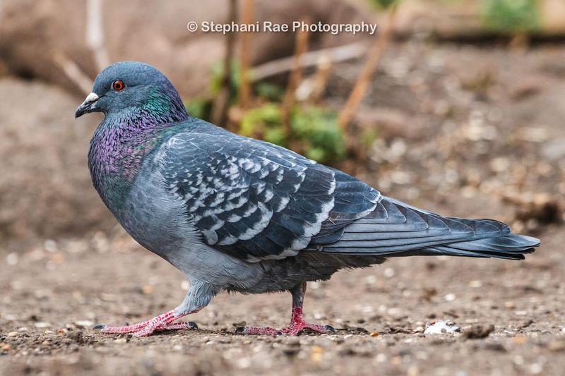 Rock Pigeon