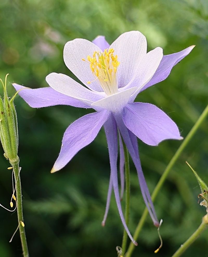 Rocky Mountain Columbine