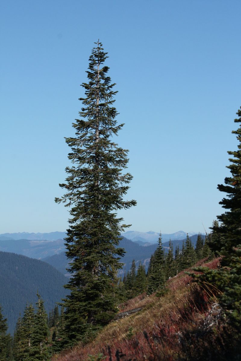 Rocky Mountain Fir