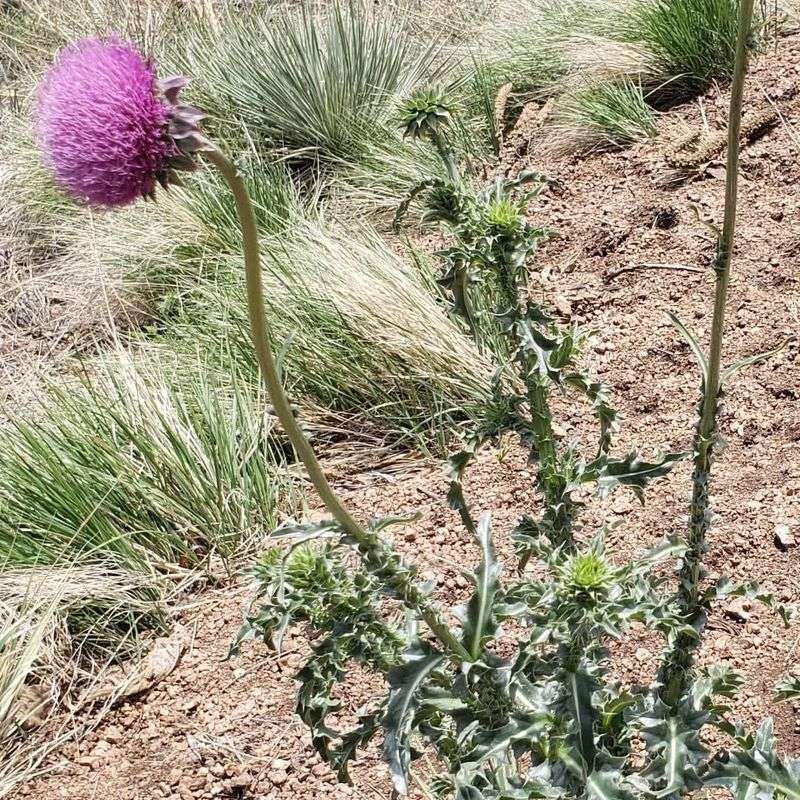 Rocky Mountain Thistle