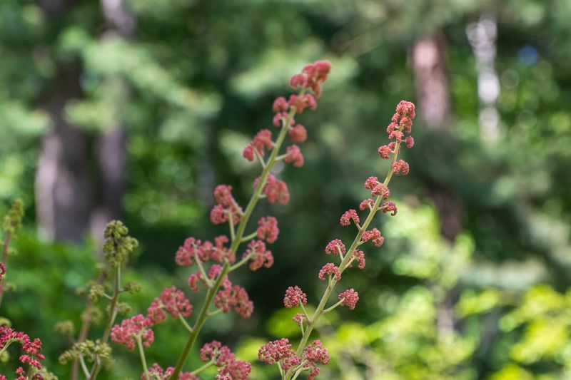 Rodgersia