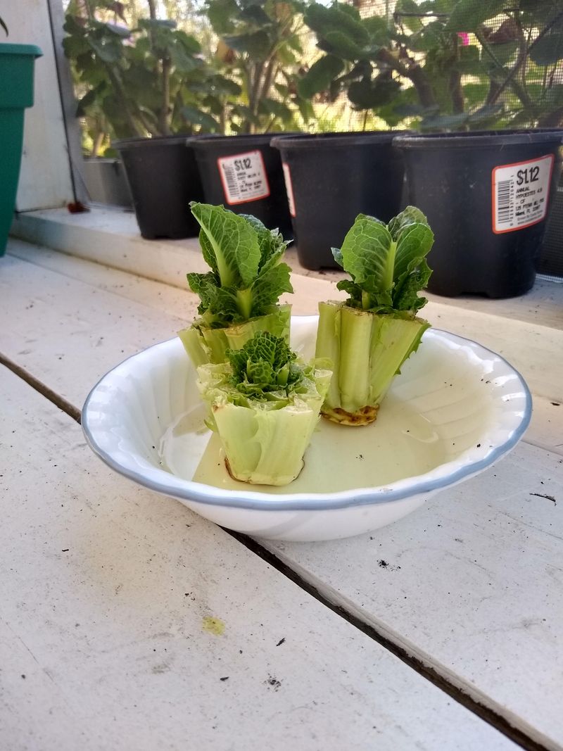 Romaine Lettuce