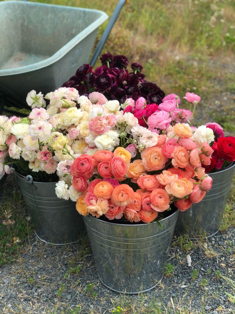 Romantic Ranunculus