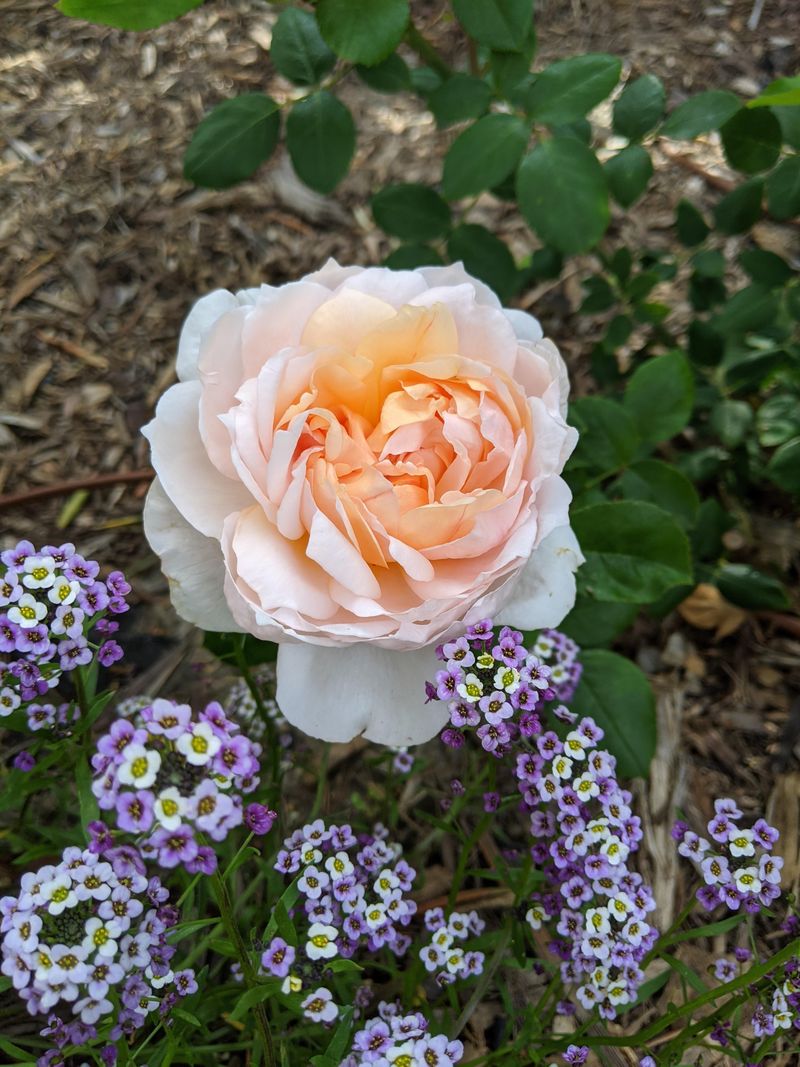 Romantic Rose Planters