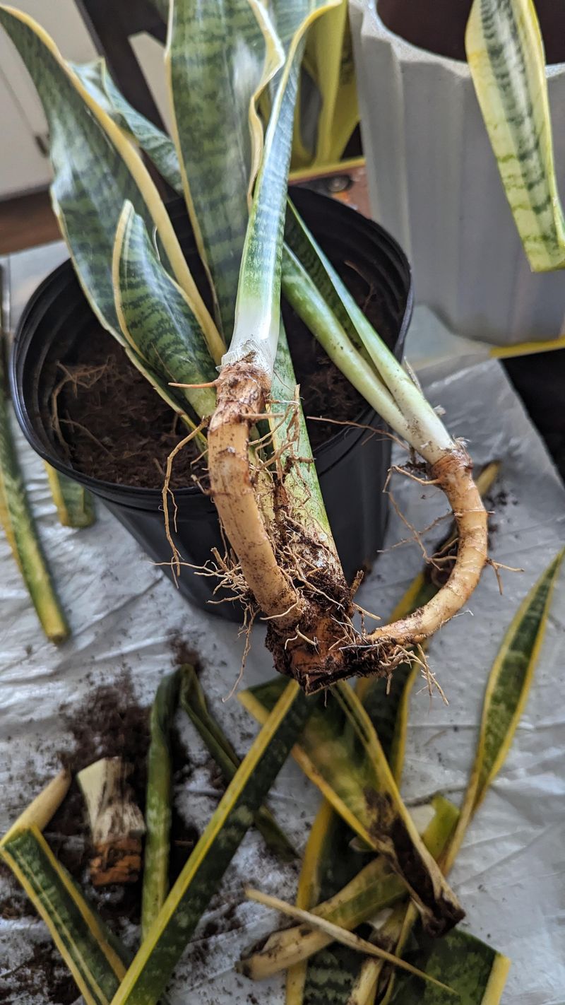 Root Rot