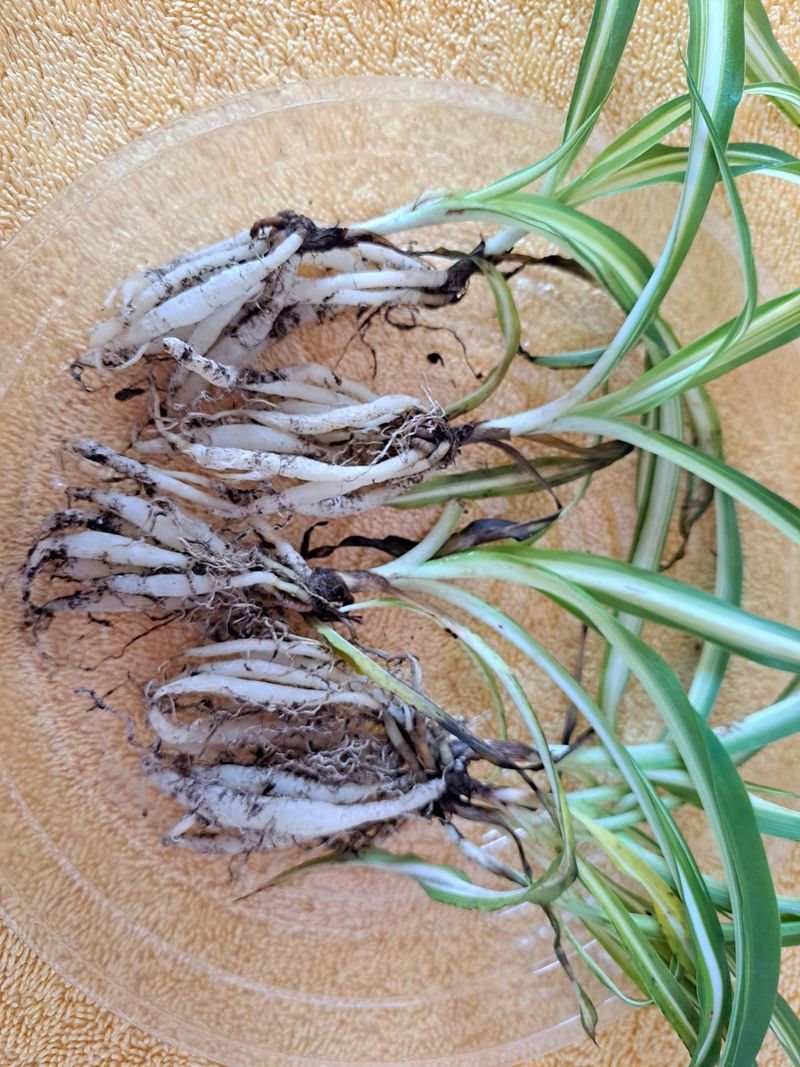 Root Rot Issues