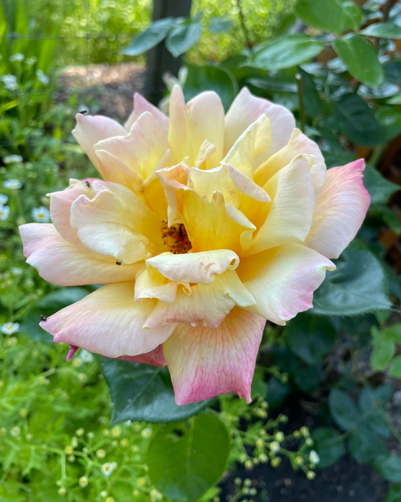 Rosa 'Peace'