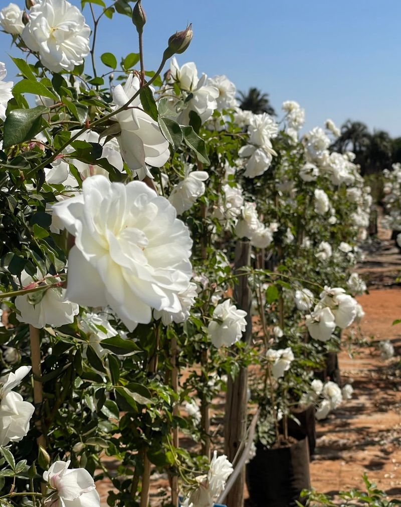 Rosa 'Iceberg'