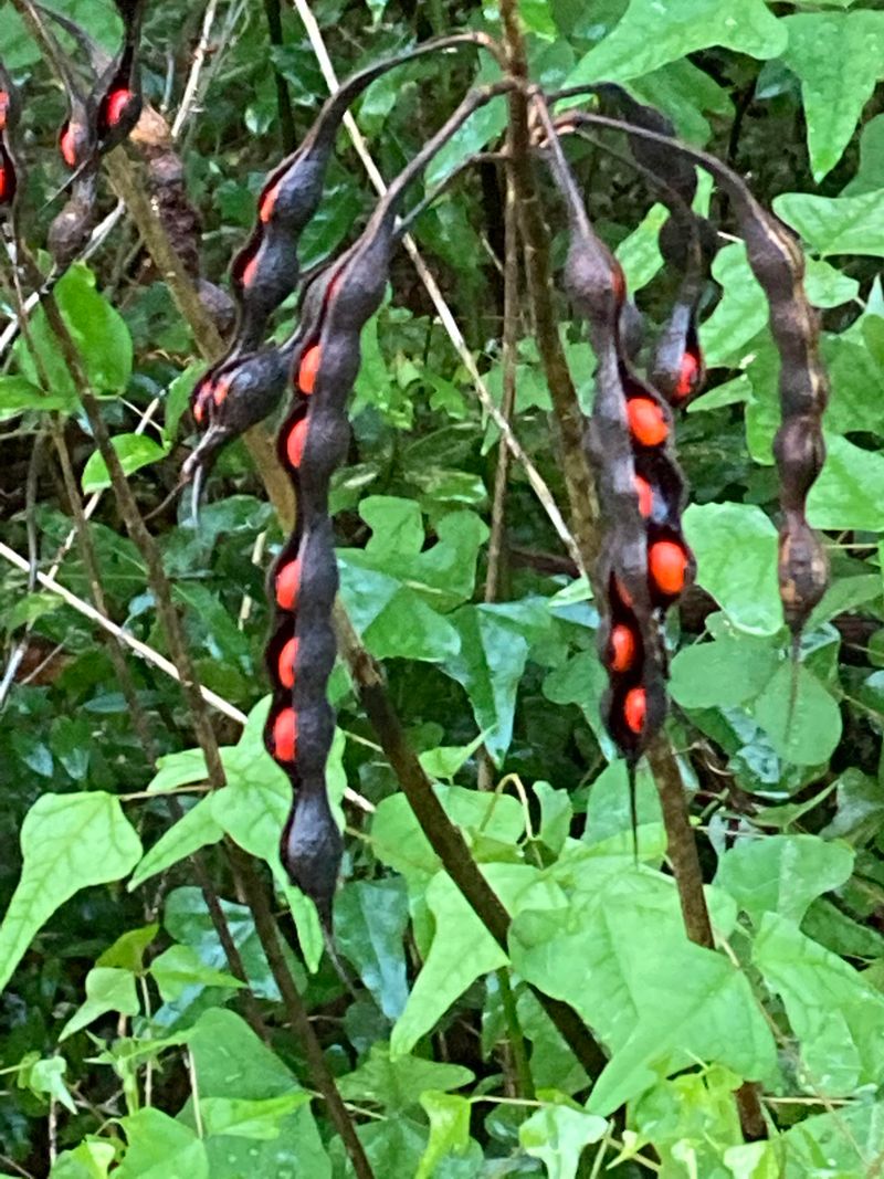 Rosary Pea