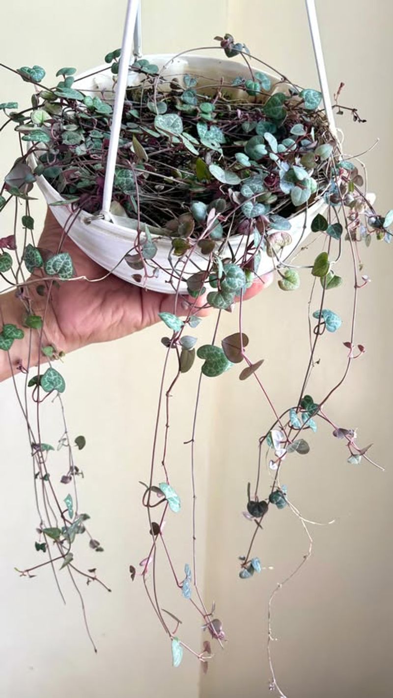 Rosary Vine (Ceropegia linearis subsp. woodii)