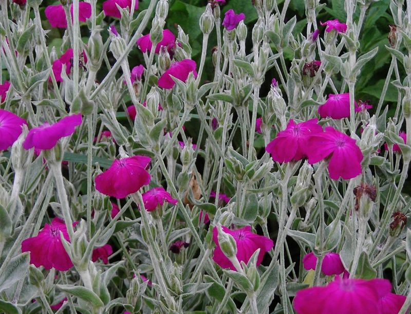 Rose Campion