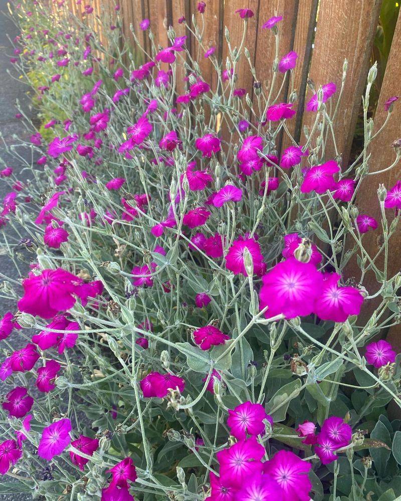 Rose Campion