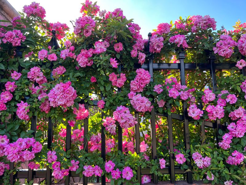 Rose Fence