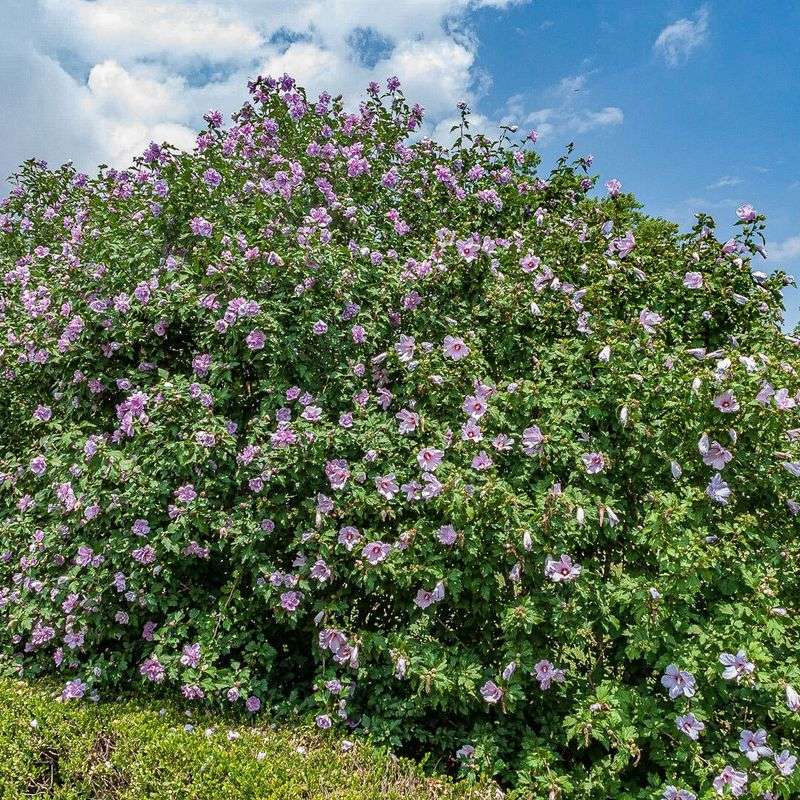 Rose of Sharon